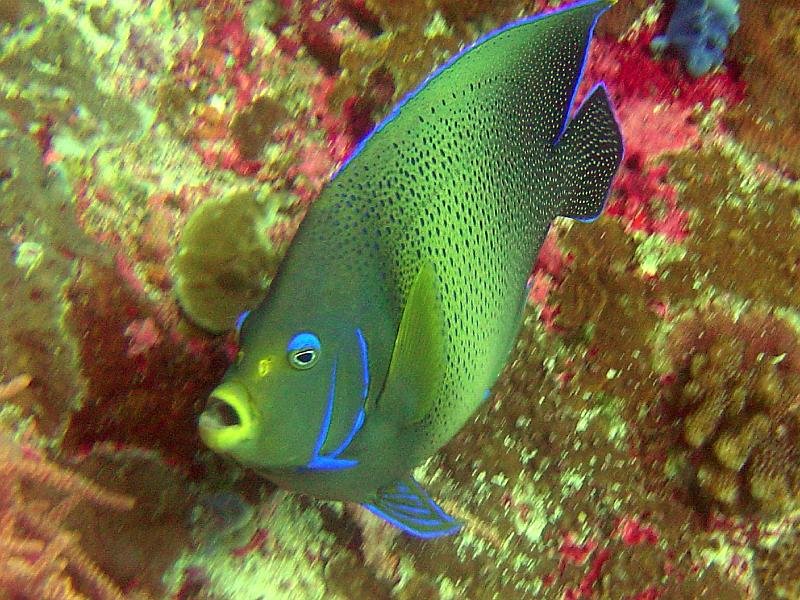 Angel Fish2 